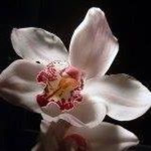 Meet your Posher, Marcia